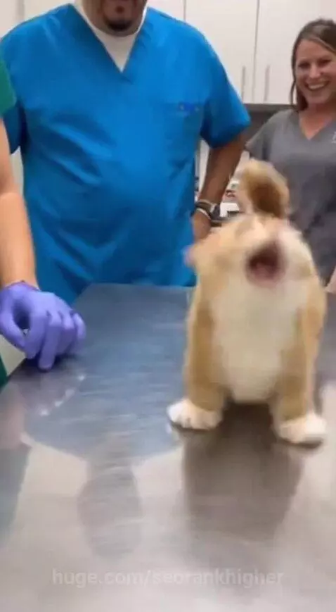 Fluffy orange and white cat lying on its back on the floor after dramatically fainting during a nail trim.