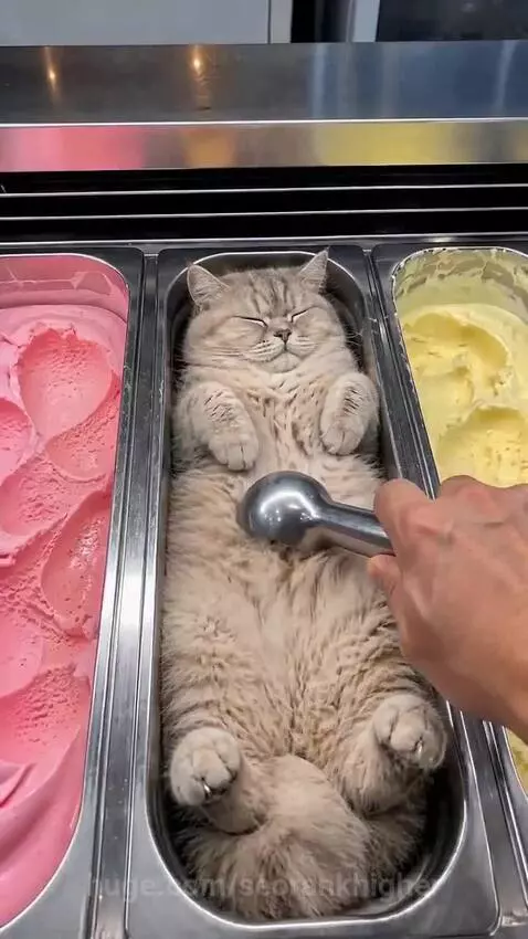 Fluffy cat lying in an ice cream tub, with a tiny kitten peeking out of an ice cream cone.