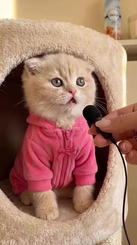 Fluffy light-colored kitten named Kiki wearing a pink hoodie, sitting in a cat tree, being interviewed with a tiny microphone.