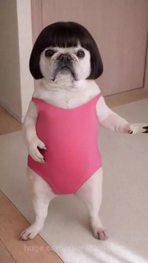 A French Bulldog or Pug wearing a dark bob wig and pink leotard, dancing on its hind legs.