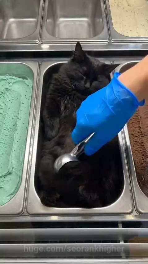 A gloved hand scoops a tiny black kitten from an ice cream tub, placing it into a cone.