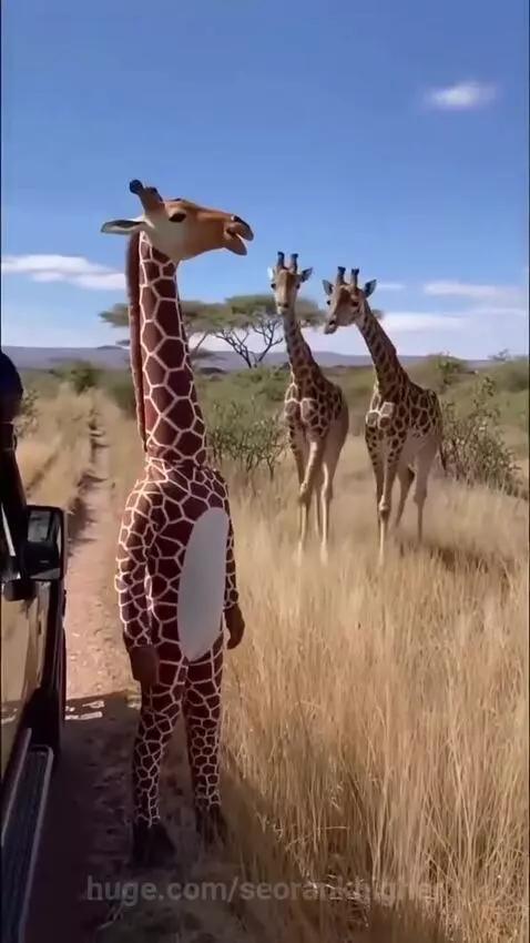 Person in a leopard costume playfully wrestling with a real leopard in the African savanna.