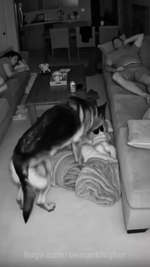A German Shepherd dog nudging a baby with its nose and pulling a blanket over it.