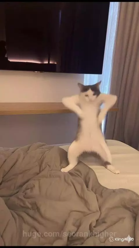 White and grey cat dancing on a bed, with edited human-like movements and a happy expression.