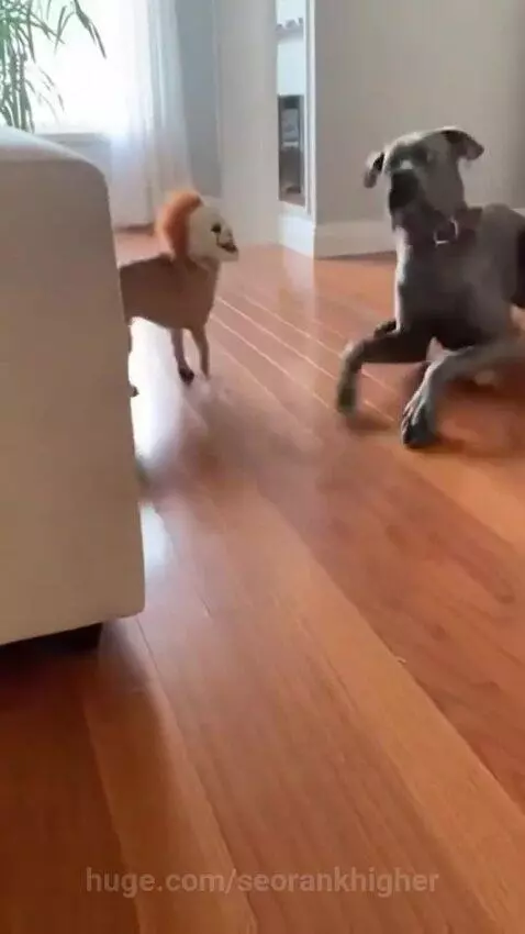 Small dog in a Pennywise clown mask peeking from behind a couch, surprising a larger dog.