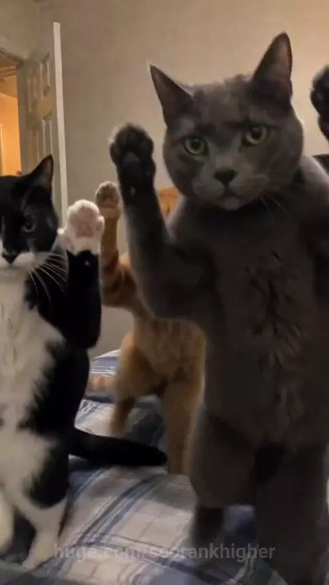 Three cats, tabby, tuxedo, and grey, stand on hind legs on a bed, performing synchronized paw movements.
