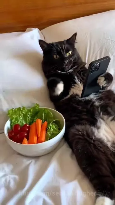 Black and white cat dramatically throws paws up in protest at a bowl of salad, having been eating chips.