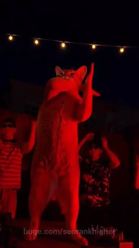 Anthropomorphic ginger cat dancing energetically on hind legs under red party lights.