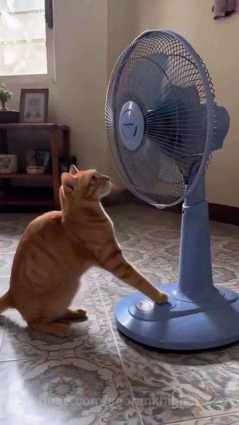 Orange tabby cat standing on hind legs and batting at a fan's spinning blades through the guard.