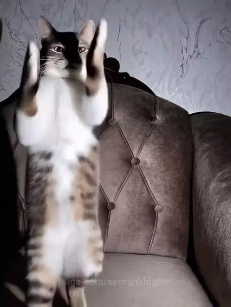 A tabby cat with white markings stands on its hind legs on a sofa, appearing to dance.