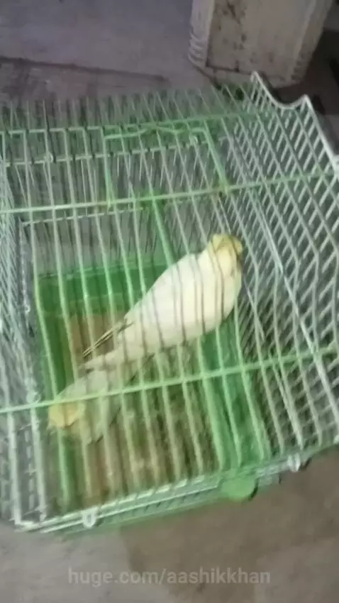 Two light-colored cockatiel birds with orange cheek patches inside a green and white wire cage.