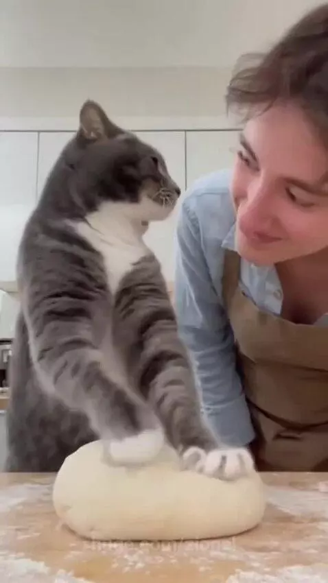 The smack was personal😆🐱🐈 by zionel