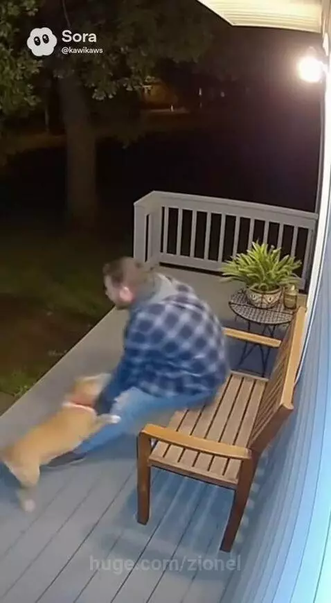 The dog saw it coming damn! by zionel