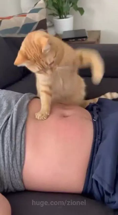 Cat massage does it always by zionel