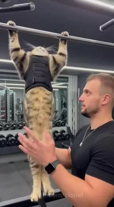 Even cats now have to hit the gym, love to see it by zionel