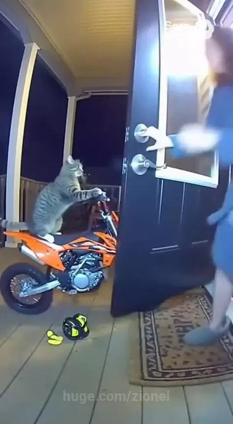 Cat wants to rev her bike all day, unacceptable by zionel