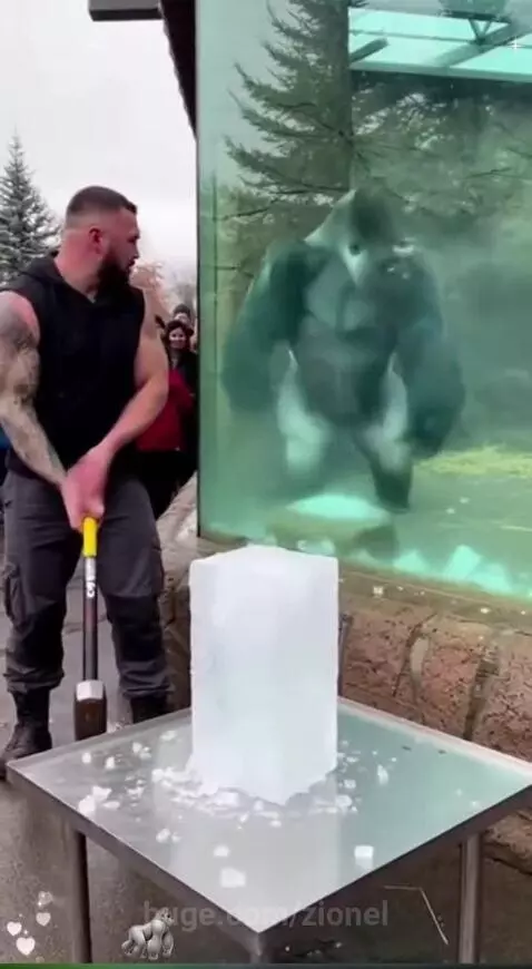 All the gorilla needed was one hit on the brick by zionel