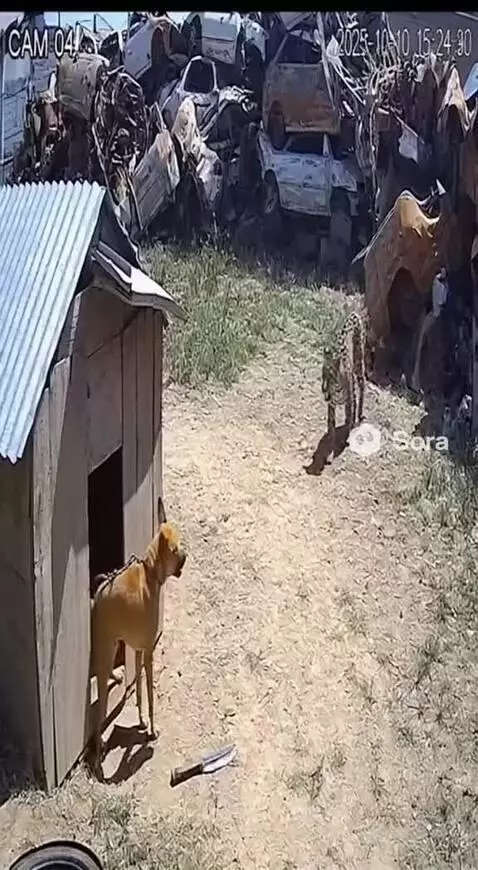 Did he just pull out a machete by zionel