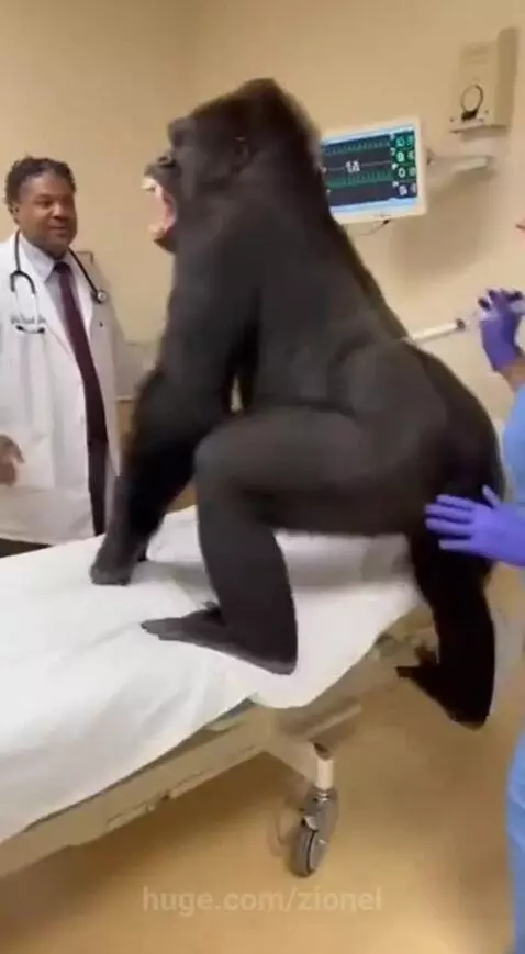 Such a big baby gorilla by zionel