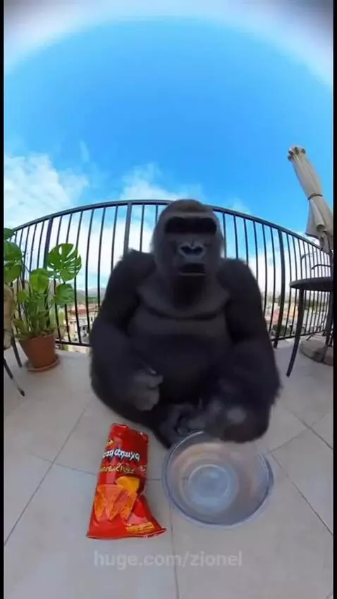 Gorilla hot chips challenge by zionel