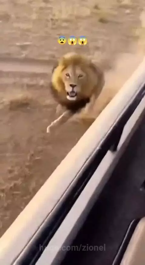 A dog wearing a lion's mane costume jumps towards a safari vehicle, startling tourists.