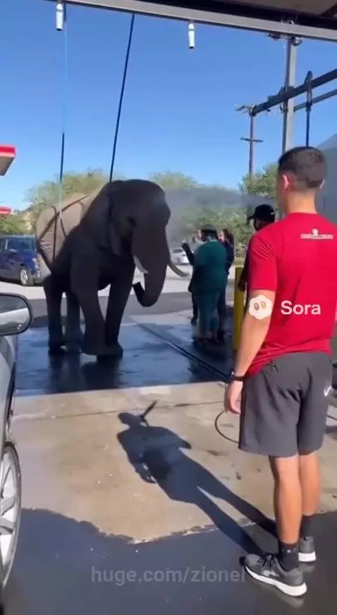 A large elephant stands in a car wash, lifting its trunk to spray water on itself.