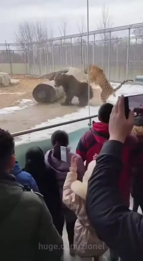 Tiger and bear standing on hind legs, appearing to spar in a zoo enclosure with spectators watching.
