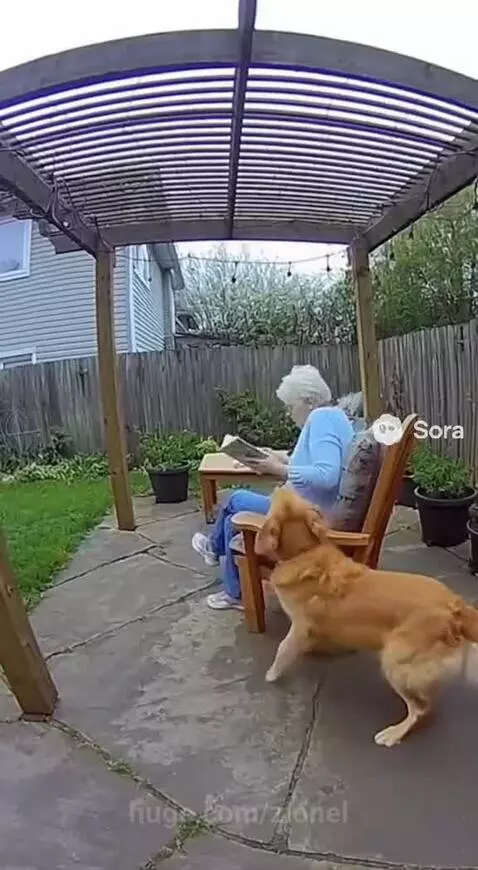 Golden retriever barks as elderly woman stands up, moments before a pergola collapses behind her.