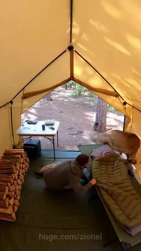 Mountain lion tears through camping tent by zionel