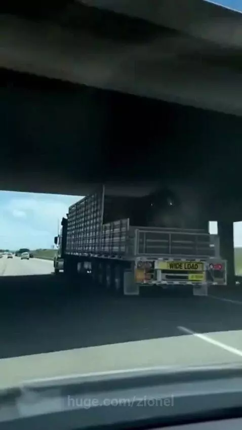 Two giraffes in the back of a wide load truck duck their heads under an overpass on a highway.