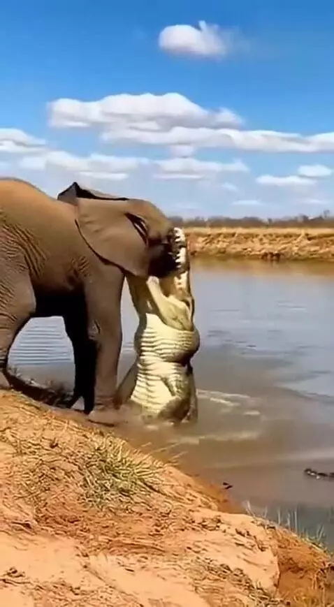 An elephant drinking water is attacked by a crocodile, which it then throws back into the river.