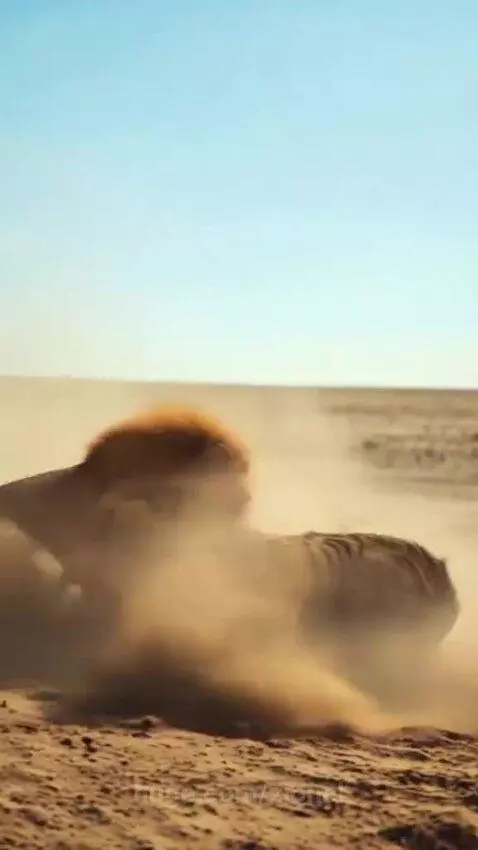 A lion and a tiger locked in a fierce fight, biting and clawing in a dusty, open area.