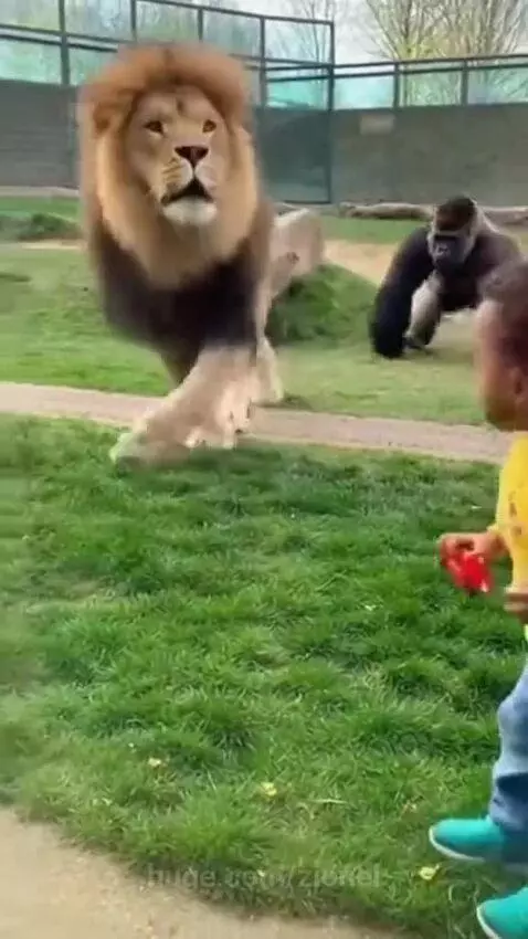 Gorilla confronting a lion near a child in a zoo enclosure.