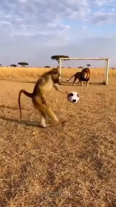 A baboon kicks a soccer ball towards a goal defended by a lion, with the baboon celebrating after a missed shot.