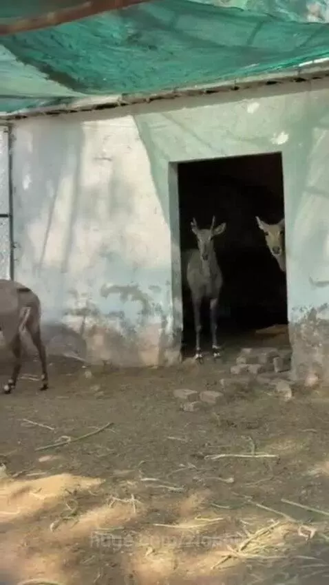 Several Nilgai antelope are visible in a dirt enclosure with hay, a metal gate, and a green tarp overhead.