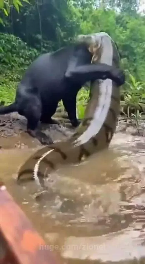 A black jaguar or leopard in muddy water attacking and biting the head of a large anaconda snake.