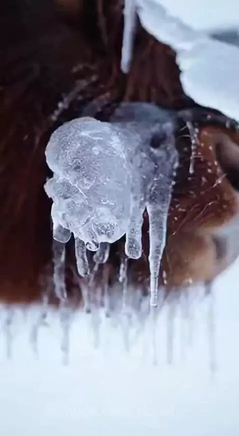 Person breaking ice off a brown cow's face and body in a snowy landscape.
