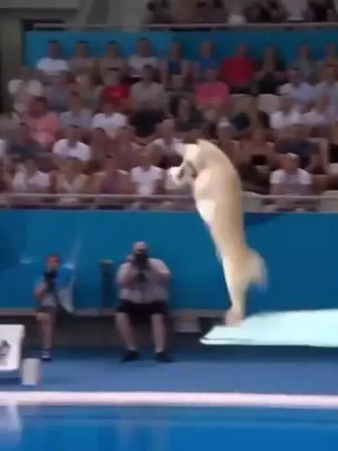 Olympics😭😭 by alphapaul