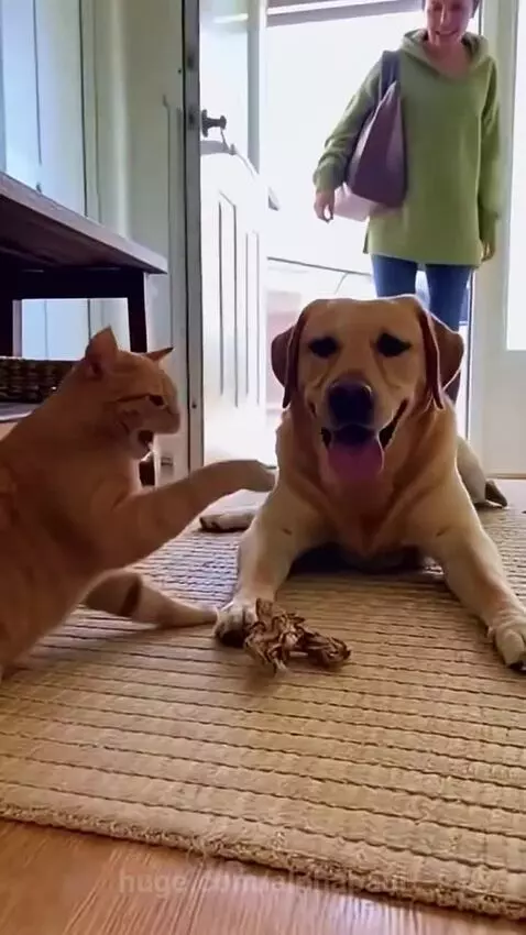 The dog is innocent😭😭😂 by alphapaul