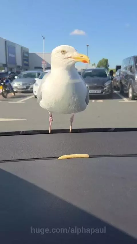 Real or cake?🌚🌚 by alphapaul