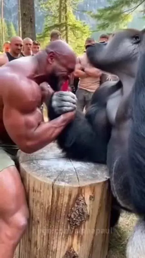 Hand wrestling with gorilla by alphapaul
