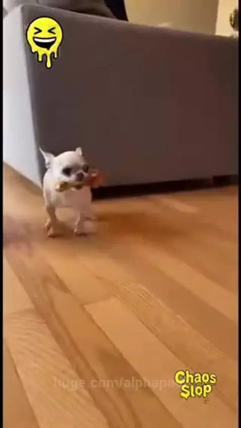 A small chihuahua dramatically rolls onto its back, playing dead, while larger American Bullies look on confused.