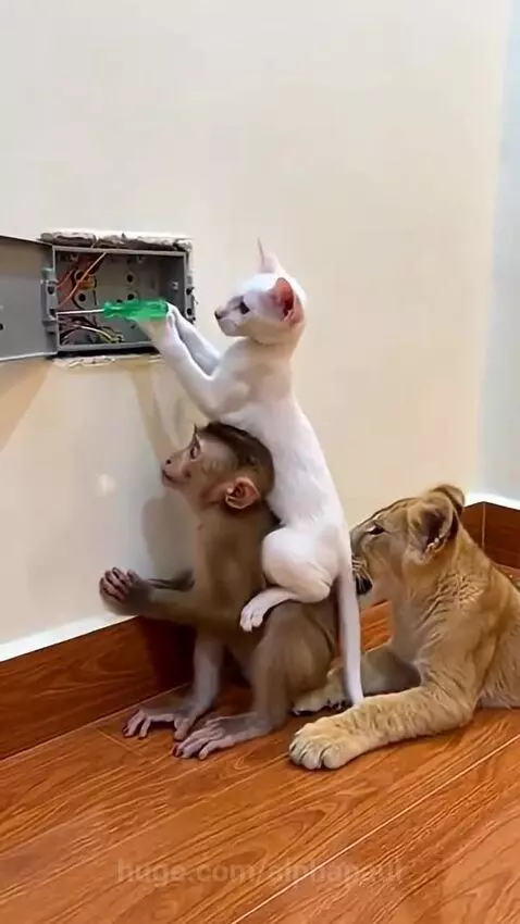 Monkey sits on floor with cat on its back attempting electrical repair, lion cub watches. Cat transforms into a black monkey.