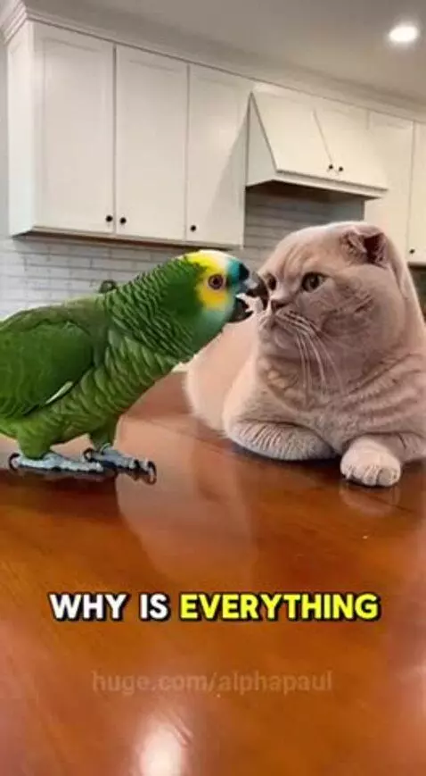Green parrot perched on a table, facing a Scottish Fold cat lying down, appearing to 'talk' to it.