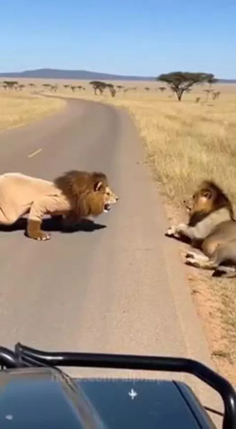 A lion in a light-colored full-body suit approaches another lion lying down on a savanna road.
