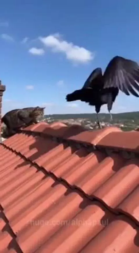 A black crow carrying a tabby cat away into the blue sky above a landscape.