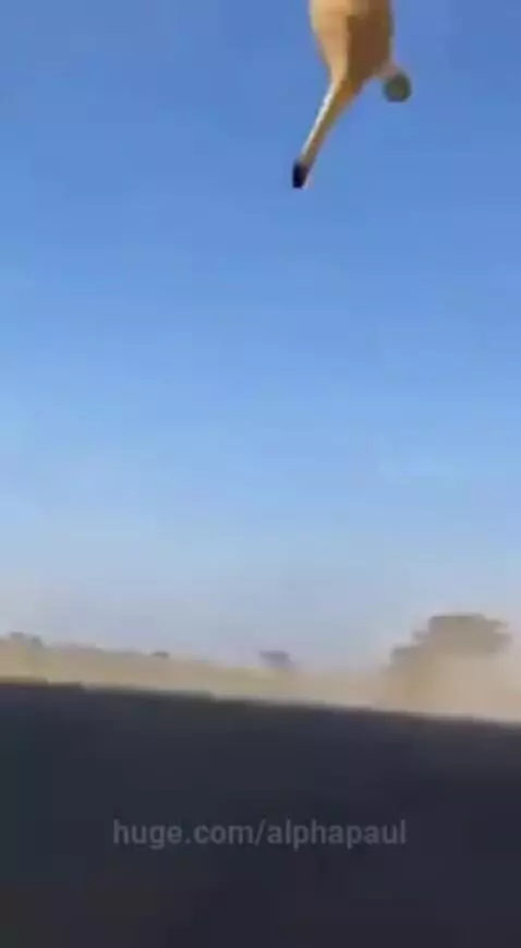 A lion is thrown into the air by a charging rhino as a man runs on a dirt road in the savanna.