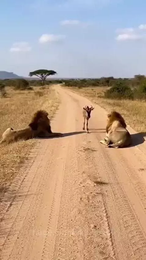 A young wildebeest calf walks calmly between two large male lions resting on a dirt road in the savanna.