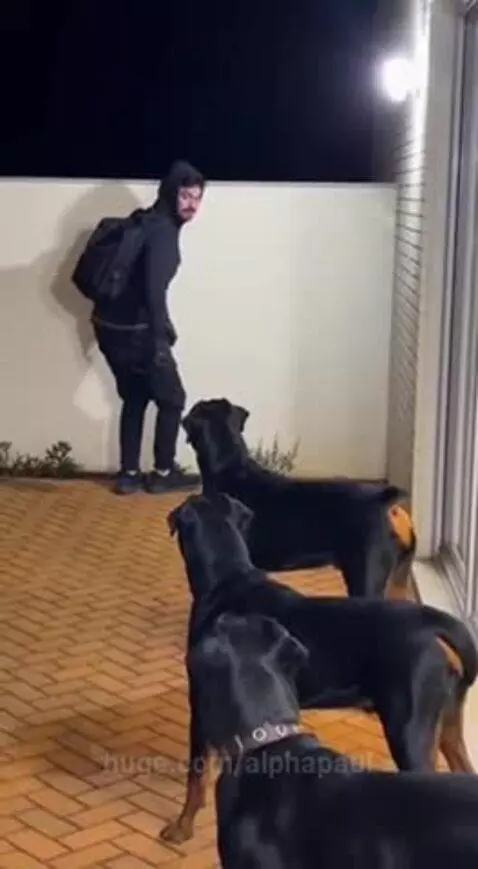 Person in black hoodie climbing over a wall at night, met by three large black Rottweiler dogs in a yard.