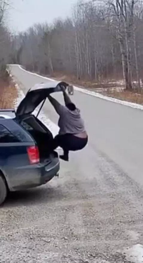 A tiger walks down a snowy road towards a dark-colored SUV with its trunk open.